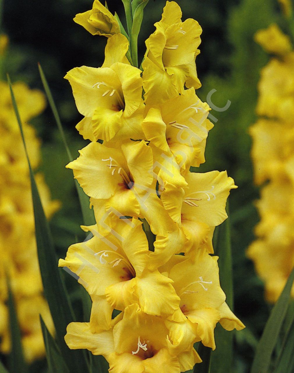 Гладиолус Лимонликус 5шт 12/14/Gladiolus Lemonlicious Гладиолус Лимонликус 5шт 12/14/Gladiolus Lemonlicious