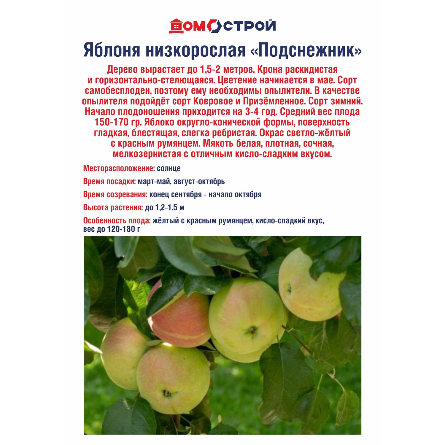 Яблоня низкорослая Подснежник