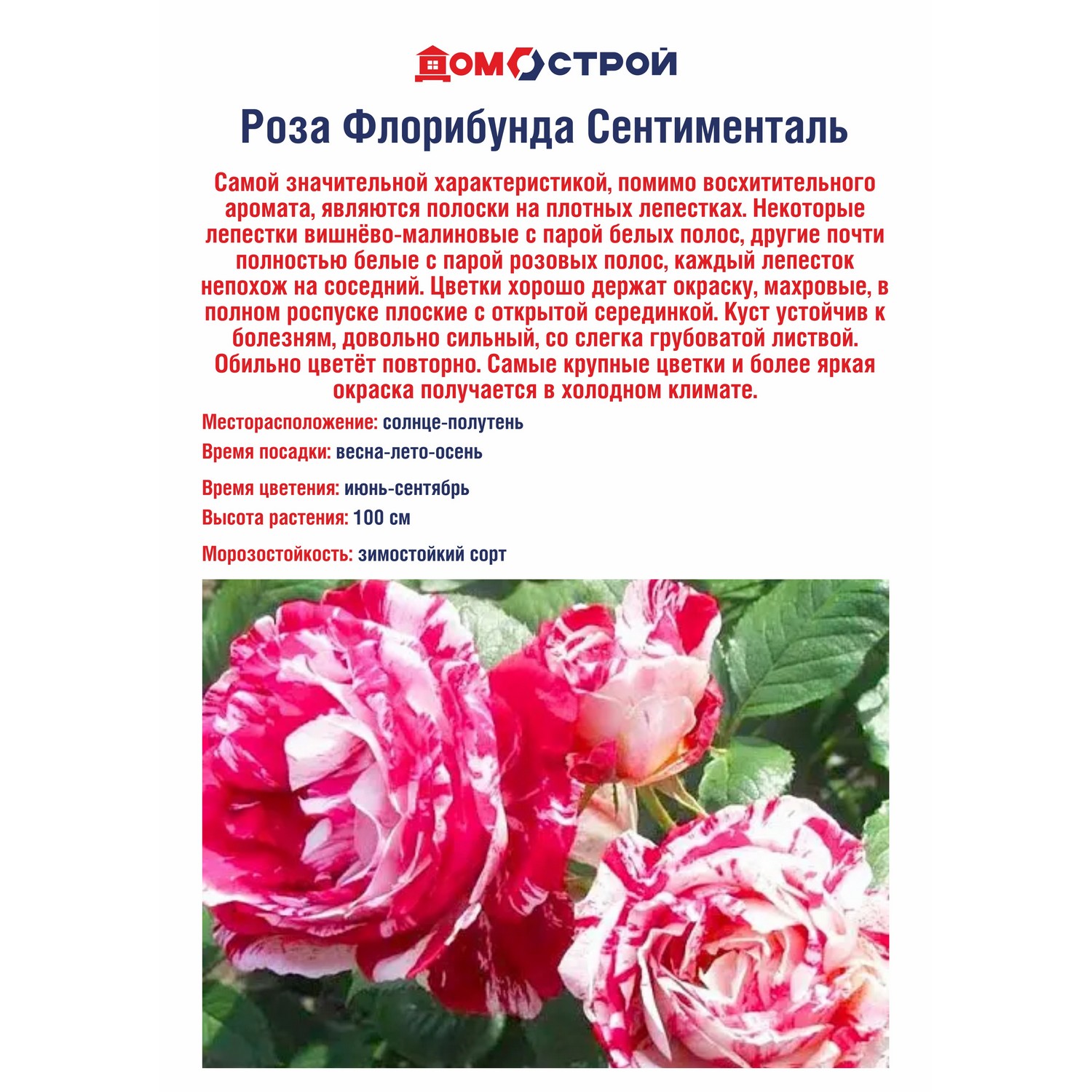 Роза Флорибунда Сентементаль Роза Флорибунда Сентементаль