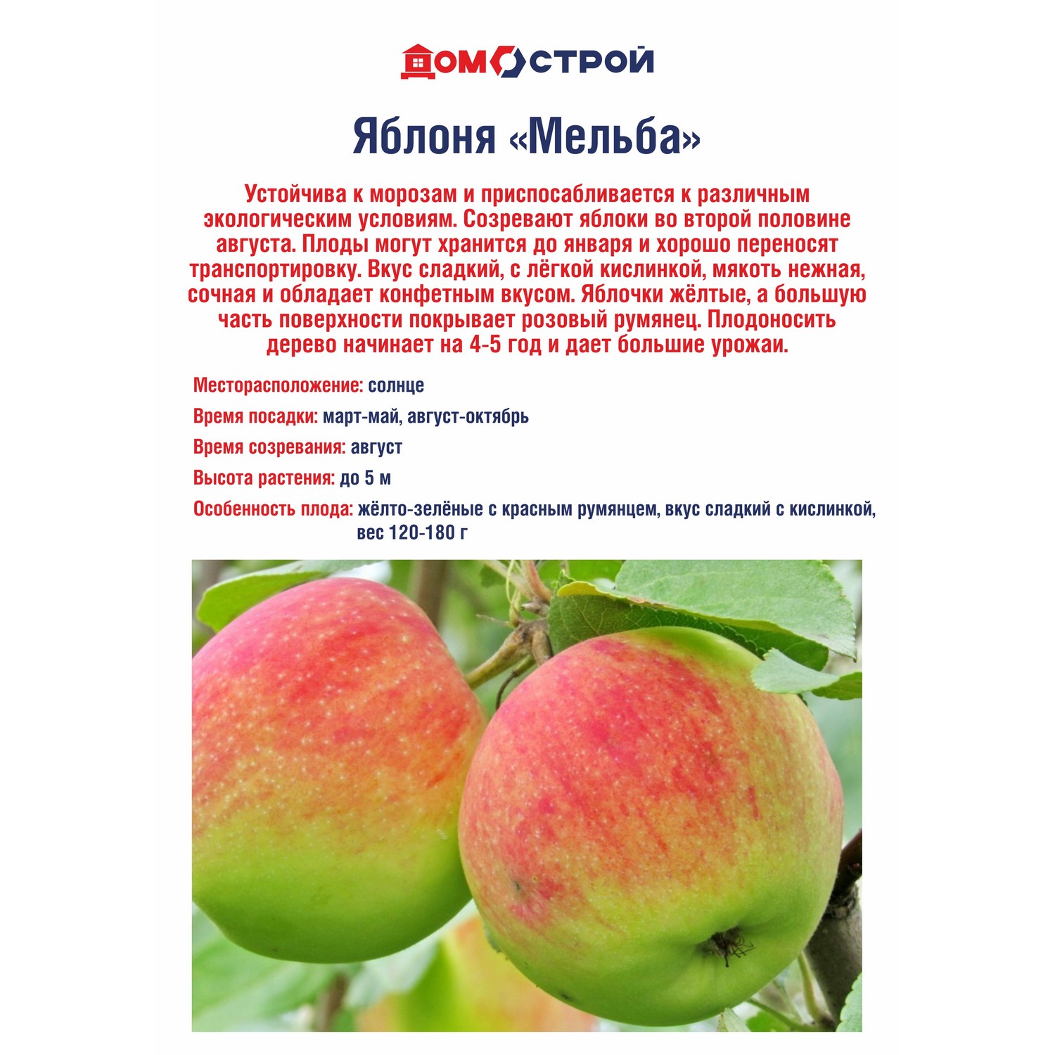 Яблоня Мельба (Мелба)