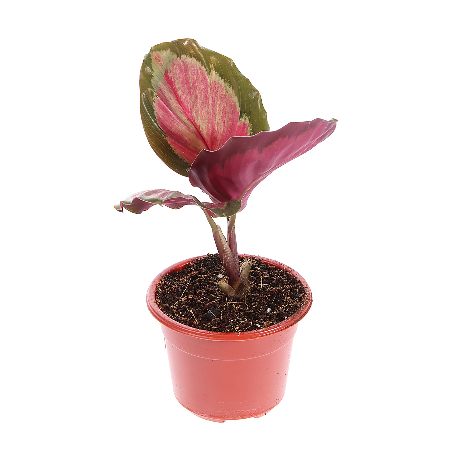 Калатея Микс D9 H15 *1/12