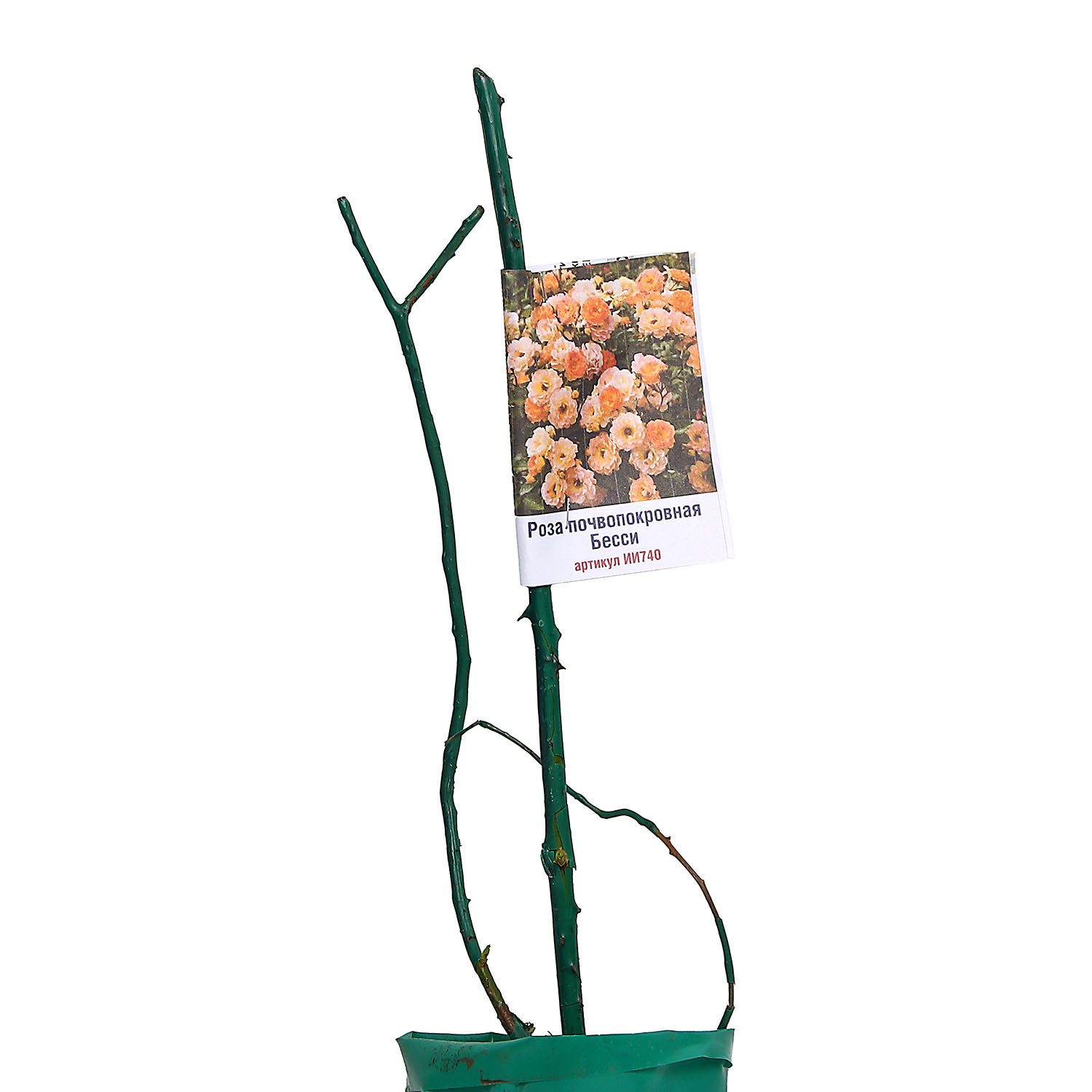 Роза почвопокровная Бесси