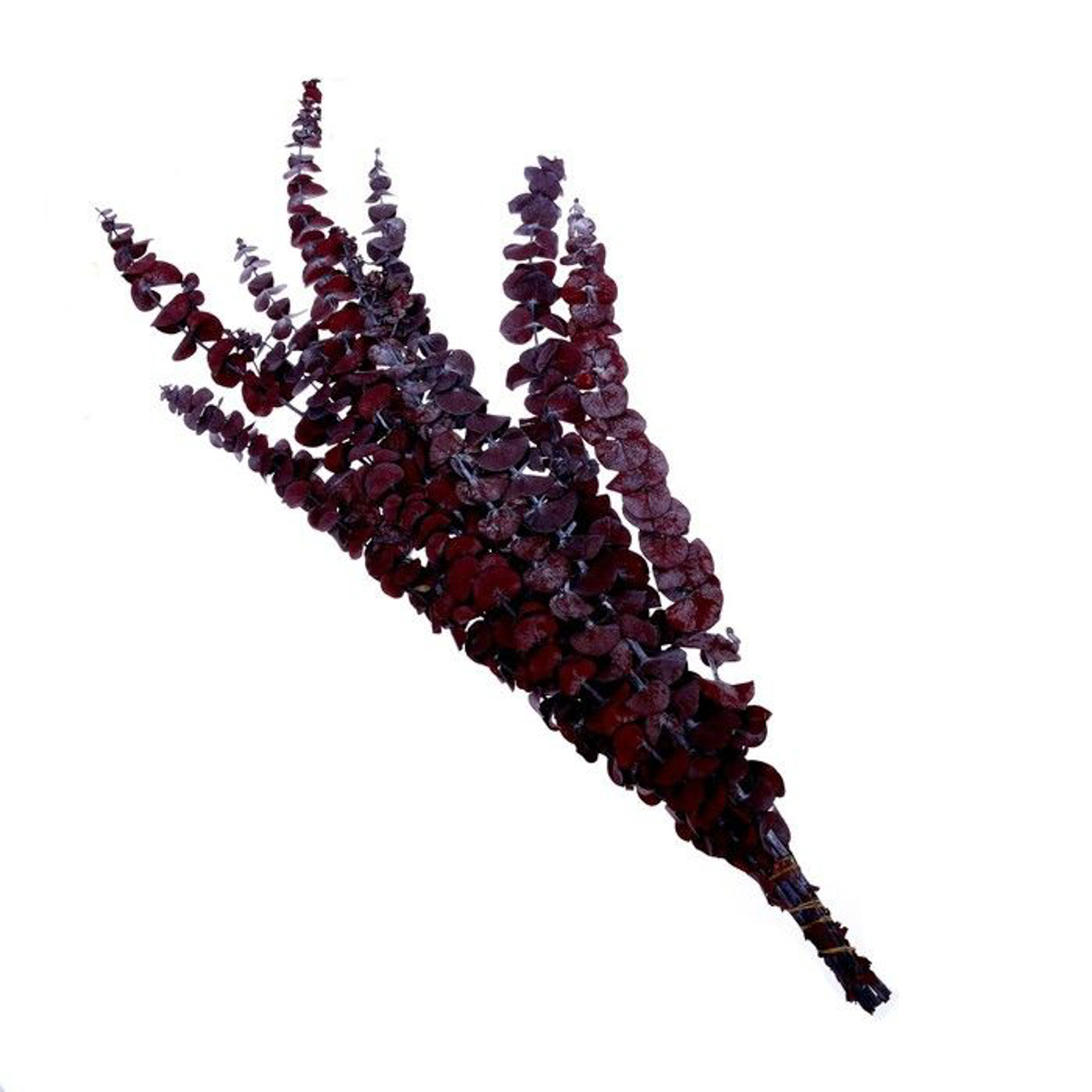 Сухоцвет Эвкалиптовое дерево, красный, 10 шт в упаковке   7749574