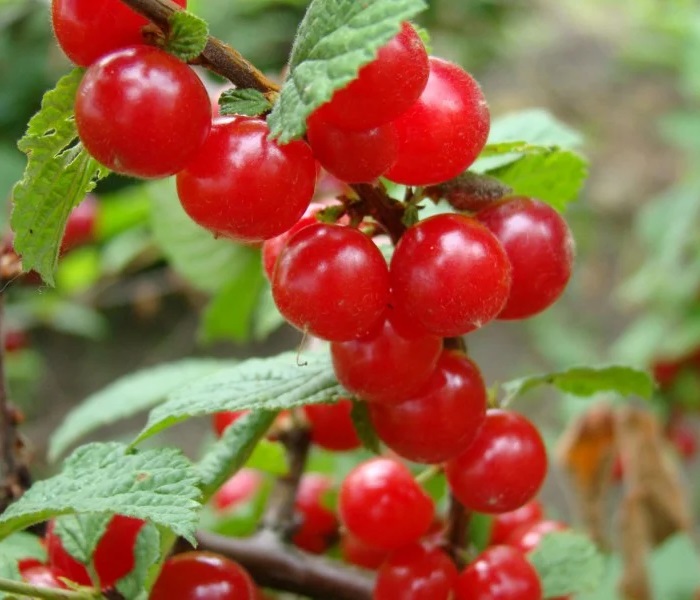 Вишня войлочная Красавица Саженец 2 года Высота саженца   50-80см