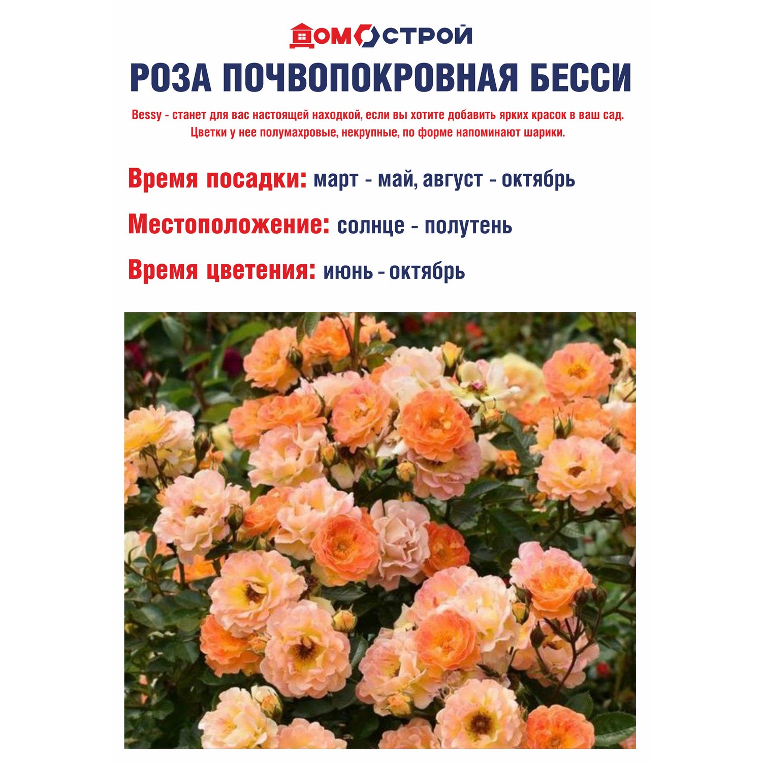 Роза почвопокровная Бесси