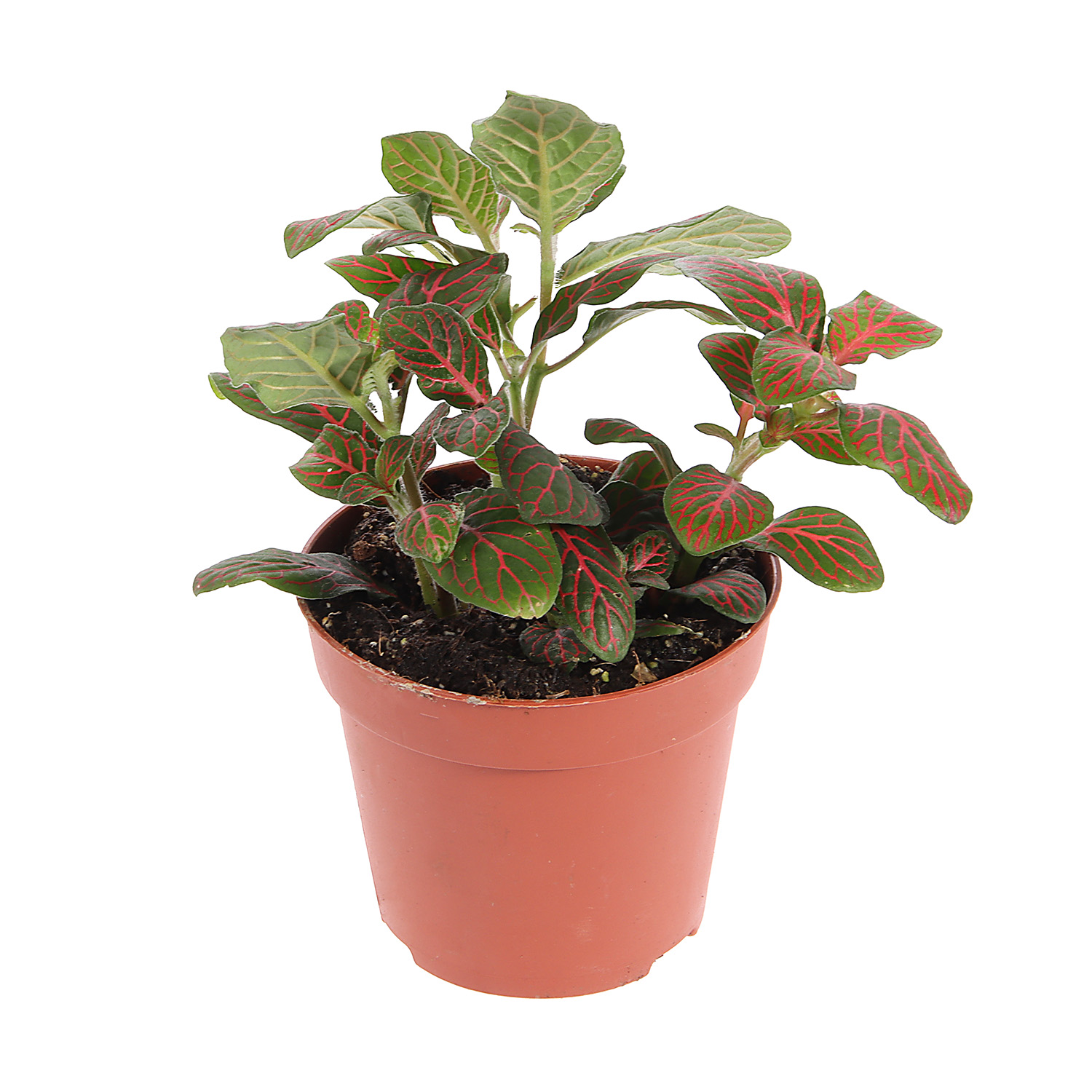 Фиттония Карусель Микс D8 H10*1/12