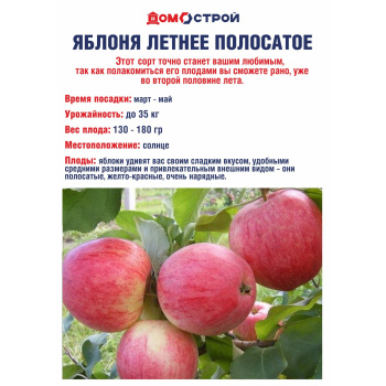 Яблоня Летнее полосатое Саженец 2 года Высота саженца  100-120см