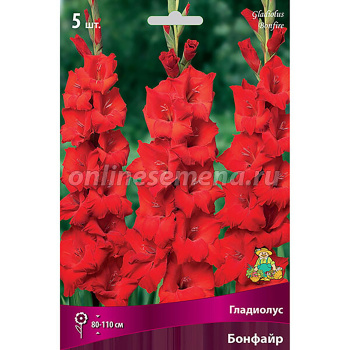 Гладиолус Бонфайр 12-14/К 5шт