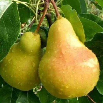 Груша Кафедральная