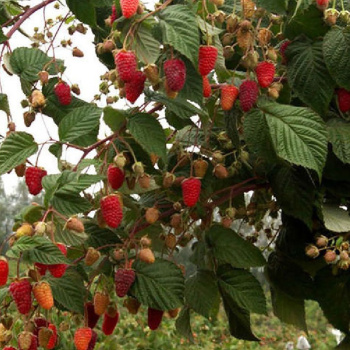 Малина Брянская