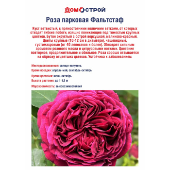 Роза парковая Фальтстаф