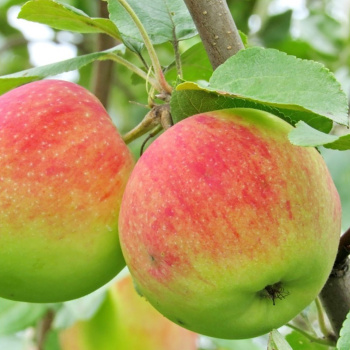 Яблоня Мельба (Мелба)
