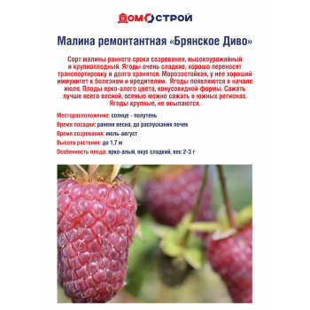 Малина ремонтантная Брянское Диво