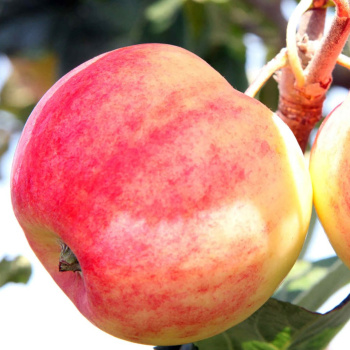 Яблоня Горнист