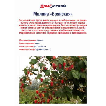 Малина Брянская