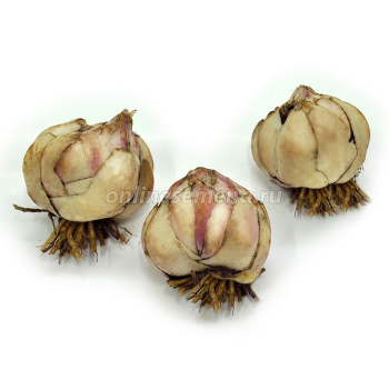 Лилия Восточная Динамит 14-16/2шт