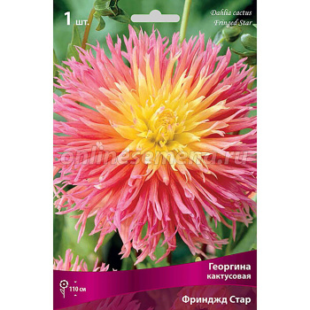 Георгина кактусовая Фринджд СтарI/К
