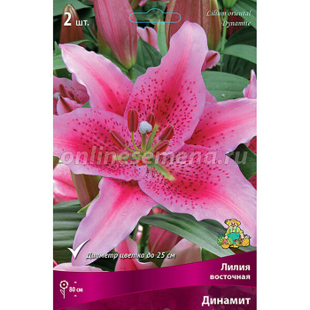 Лилия Восточная Динамит 14-16/2шт