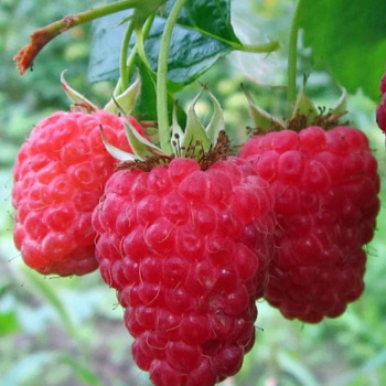 Малина Краса России