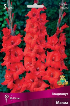 Гладиолус Магма 12-14/К 5шт