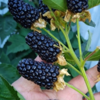 Ежевика ремонтантная Блэк Джем