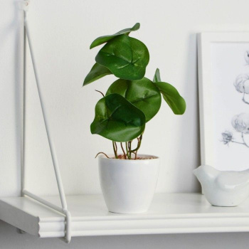 Бонсай в горшке «Антуриум галант» 7,5х20 см 9789752