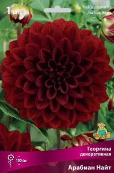 Георгина декоративная Арабиан Найт IК