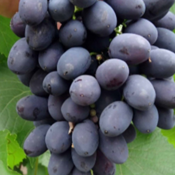 Виноград Кодрянка
