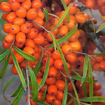 Облепиха Чуйская