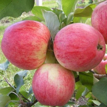 Яблоня Летнее полосатое Саженец 2 года Высота саженца  100-120см