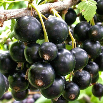 Смородина черная Селеченская